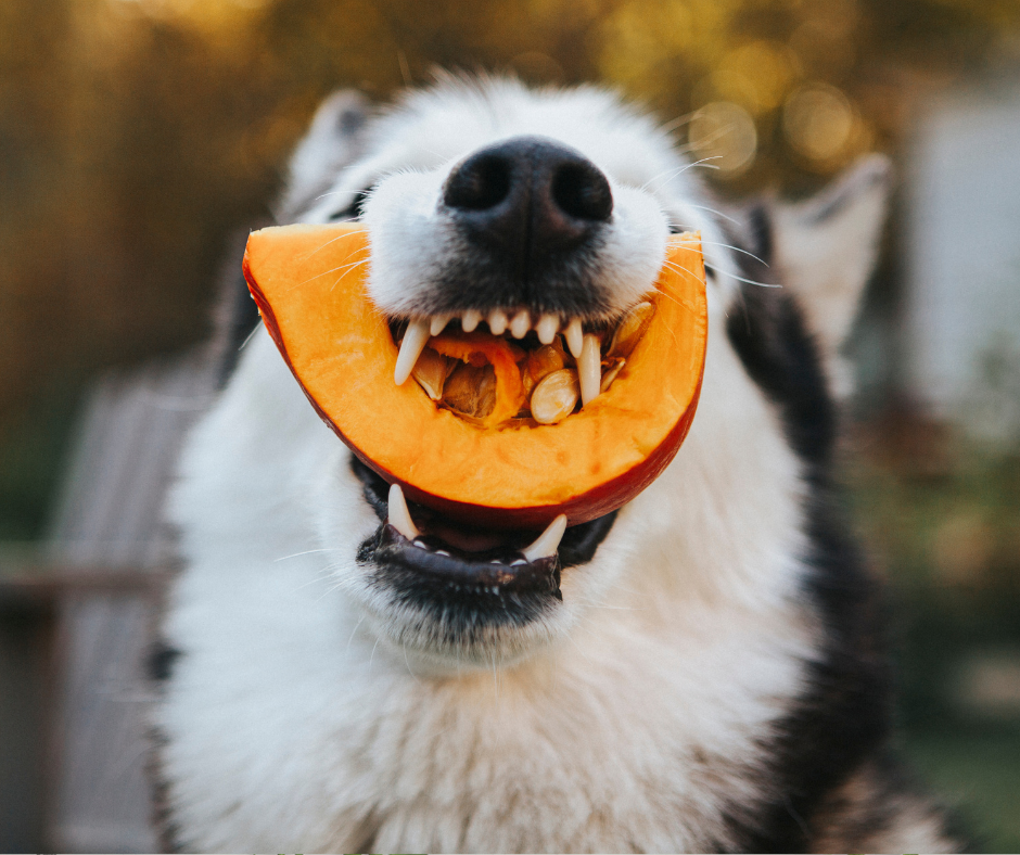 The Secret Link Between Gut Health and Itchy Paws!