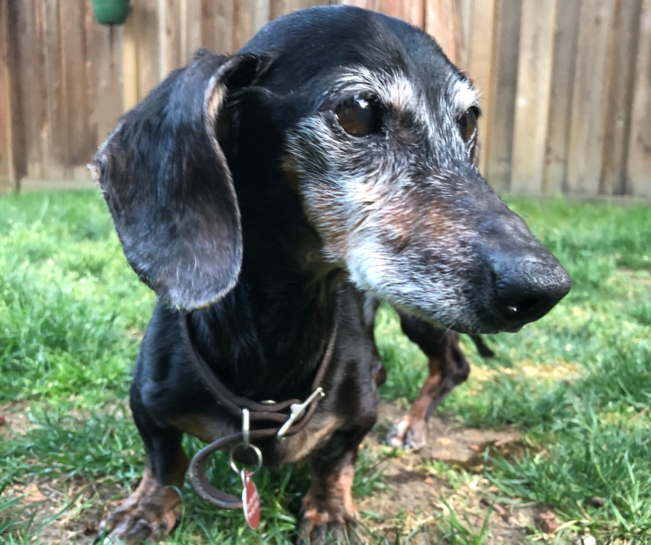 MCTs: A Natural Boost for Your Senior Dog's Brain Health