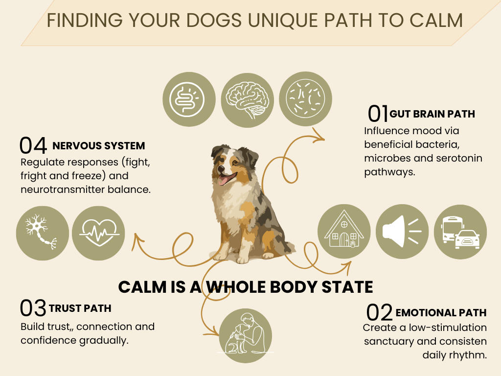 Calm is a Process, Not a Switch - Ways to Find Your Pup's Path to Calm