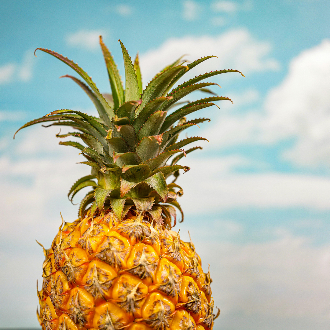 Bromelain and papain, derived from pineapple and papaya, support protein digestion while also helping maintain a calm digestive environment.