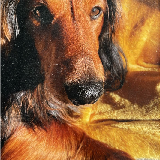 The “All Yeast Is Bad” Myth: What Australian Dog Parents Should Really Know About Yeast, Gut Health, Saccharomyces boulardii and Inulin