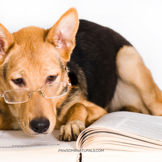 What Your Dog’s Quiz Results Actually Mean (and Why It Matters)