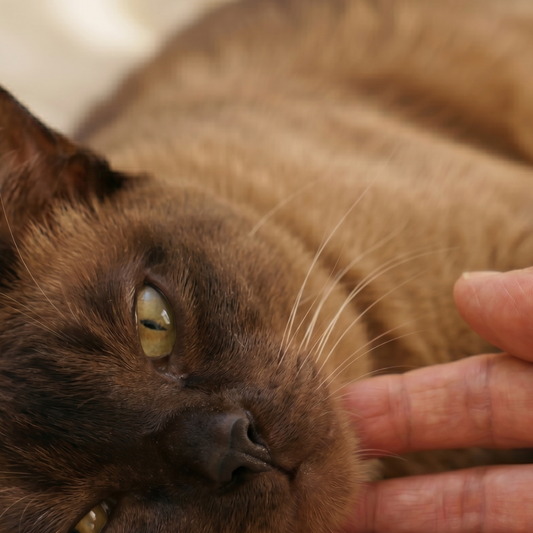 Dental Care for Older Cats: Gentle Daily Habits for Healthy Teeth and Gums
