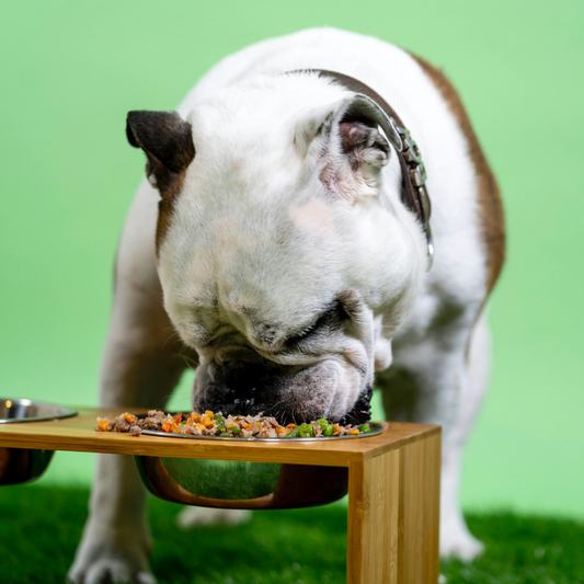 Balance Belly Bowl - A Simple, Nourishing Homemade Meal for Dogs