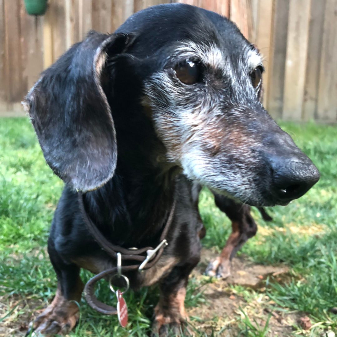 Because your ageing pup deserves more zoomies, sharper sniffs, and a glossier coat.