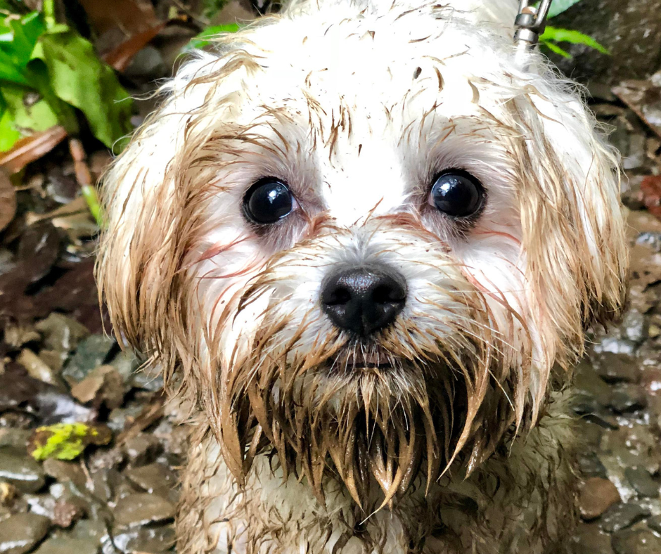 Rain, Puddles, and Doggy Gut Drama: What Aussie Pet Parents Need to Know This Autumn