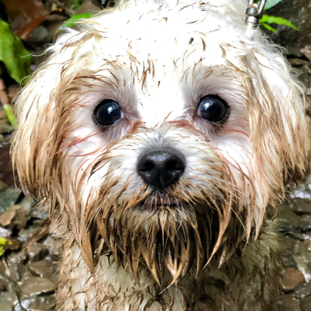 Between the endless rain and the soggy walks, our pups are starting to wonder if the sun’s gone on holiday!