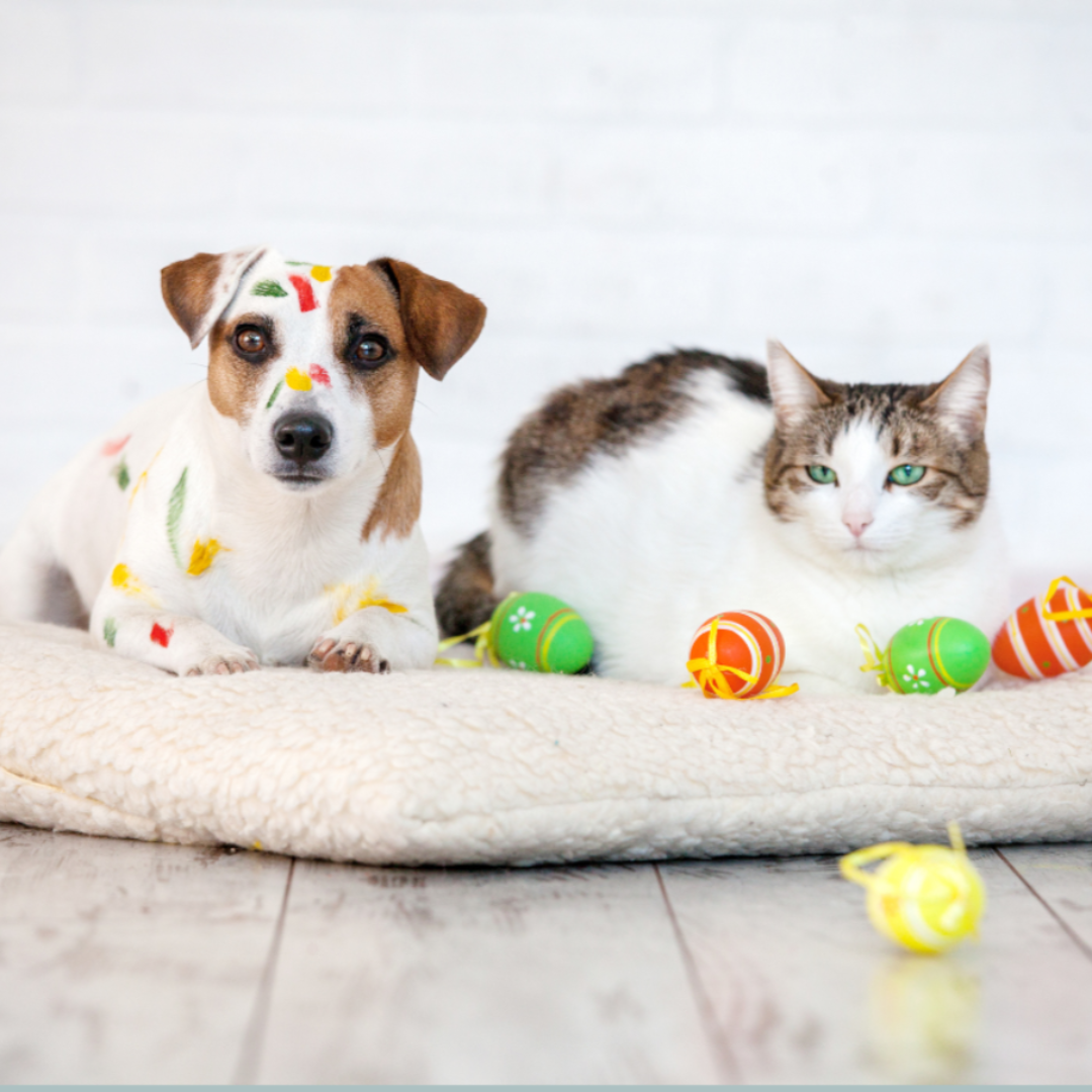 Keep These Out of Paw's Reach This Easter