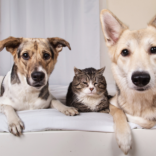 How MCTs can help your dog, or even your cat, age more gracefully with vitality, clarity, and calm.