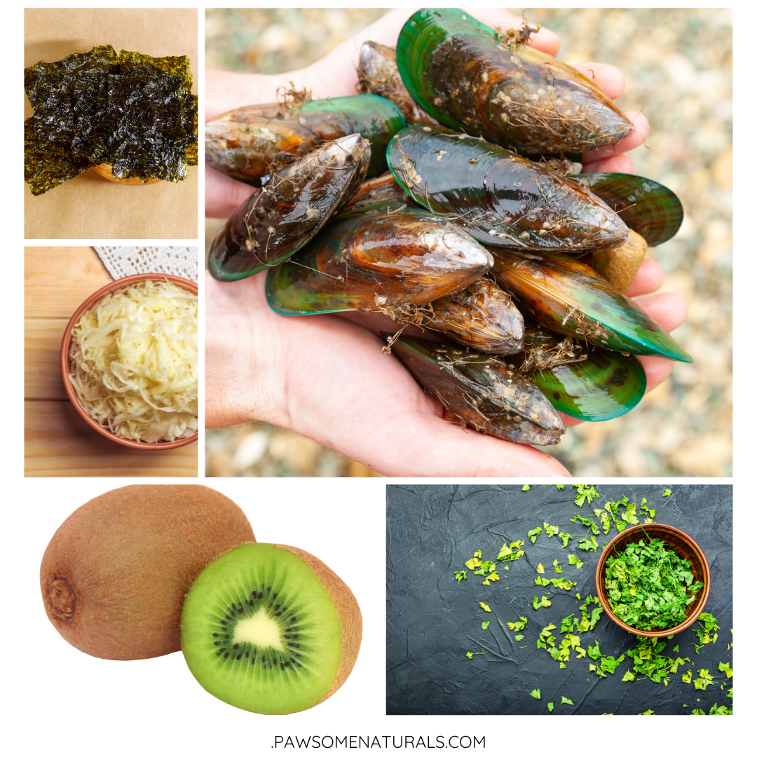 From mussels to kiwifruit, your dog’s dinner can be a tasty ticket to better health!