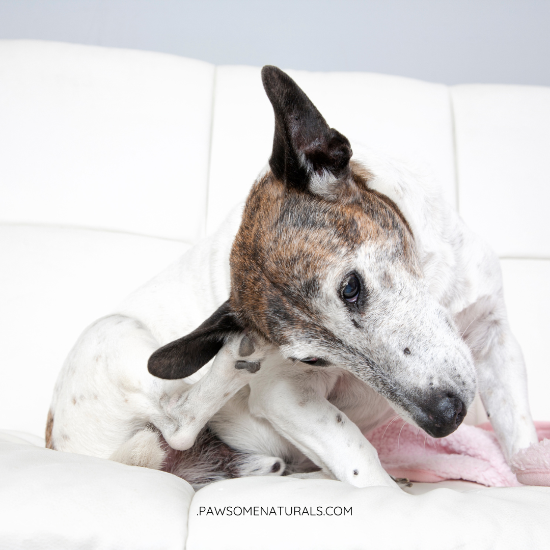 From the tip of their wagging tail to their boop-worthy nose, here’s what could be ruffling your pup’s skin.