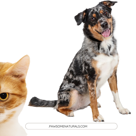A Curious Case of Calm: Could Probiotics Support Behaviour in Pets?