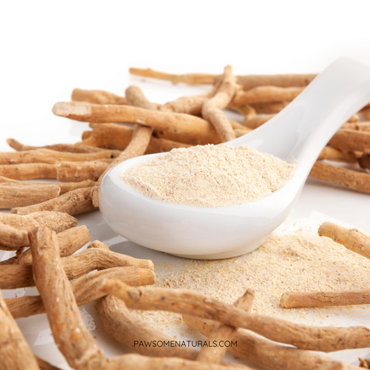 Ashwagandha: Nature’s Calm and Stress Support for Dogs