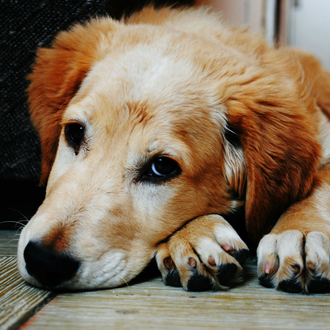 If your dog’s tummy troubles just won’t quit, SIBO might be the hidden culprit.
