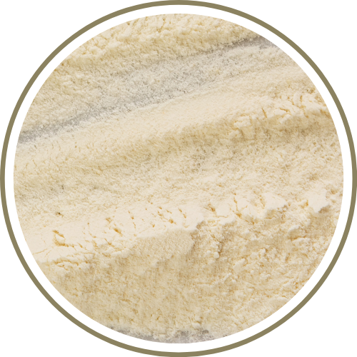 Bifidobacterium longum