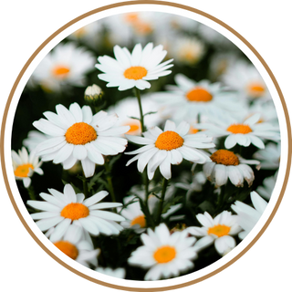 Chamomile, Lemon Balm, Passionflower & Holy Basil