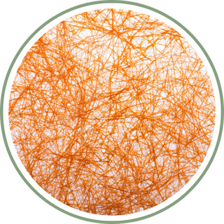 Marine Collagen